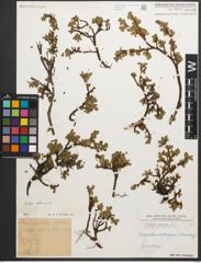 Foto von Salix retusa L.